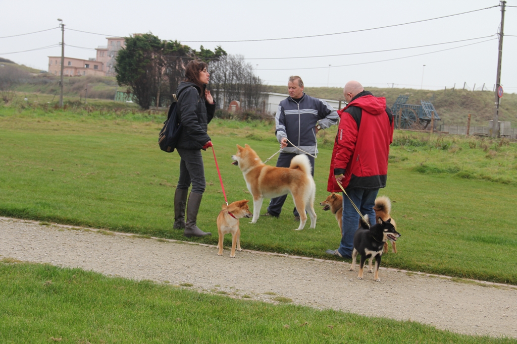 Wandeling/Promenade Akita club 30 octobre 2011