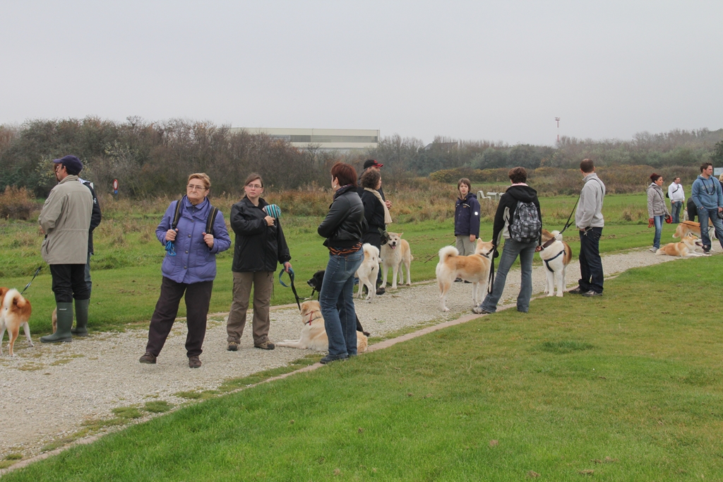 Wandeling/Promenade Akita club 30 octobre 2011