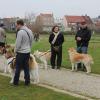 Wandeling/Promenade Akita club 30 octobre 2011