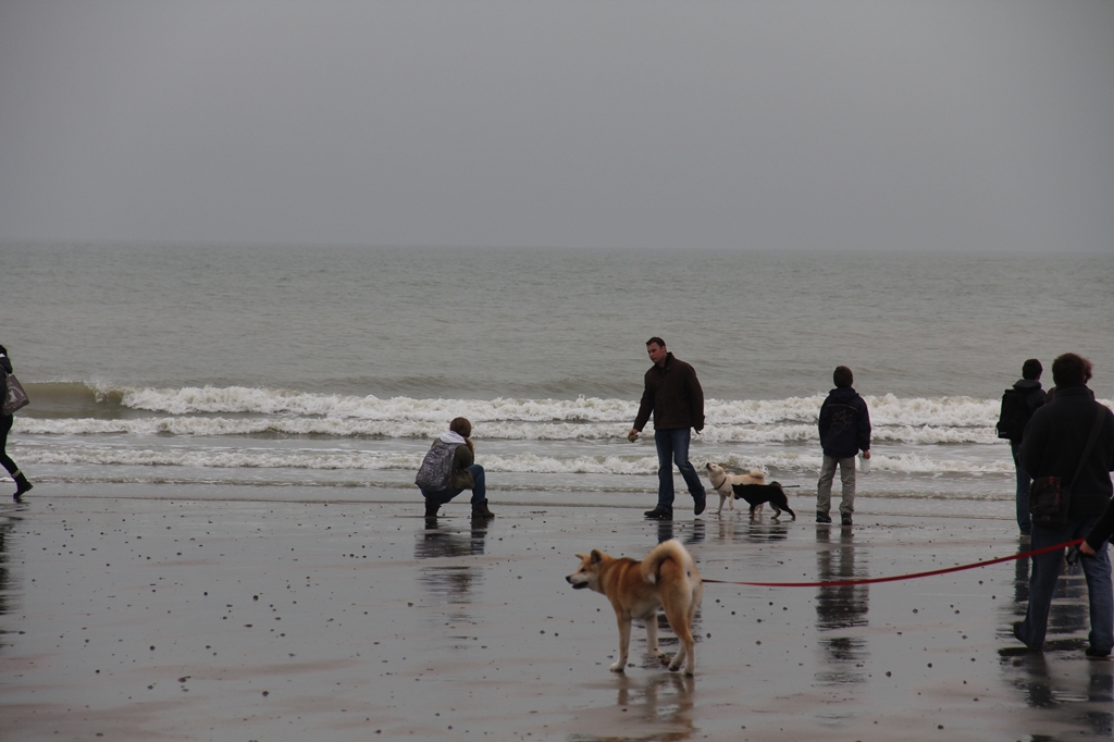 Wandeling/Promenade Akita club 30 octobre 2011