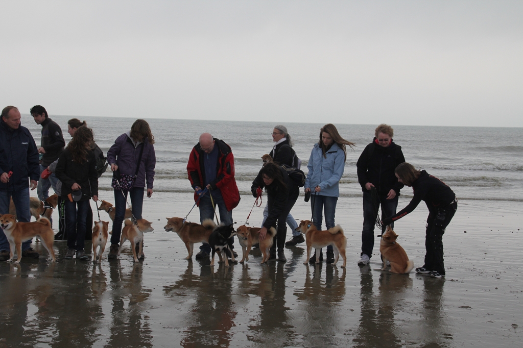 Wandeling/Promenade Akita club 30 octobre 2011