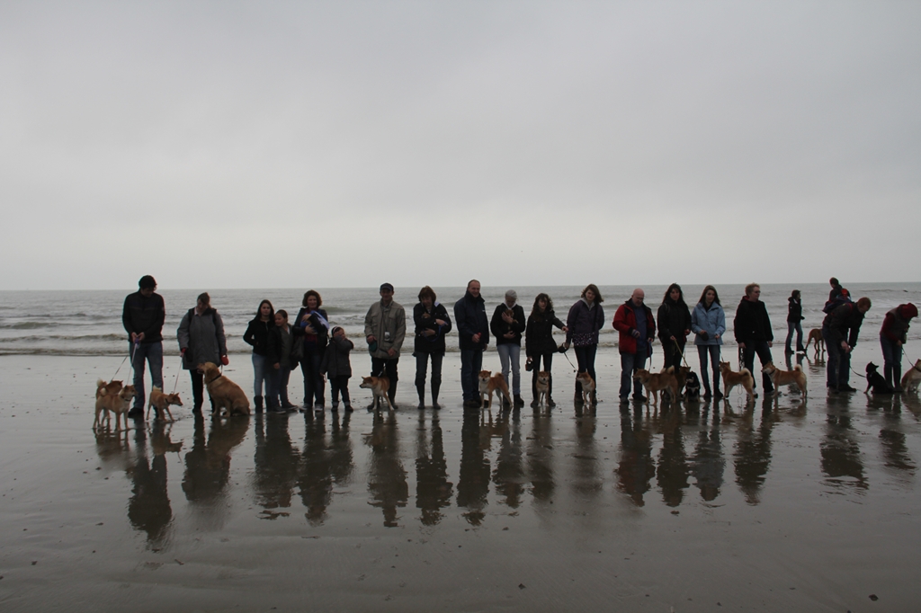 Wandeling/Promenade Akita club 30 octobre 2011