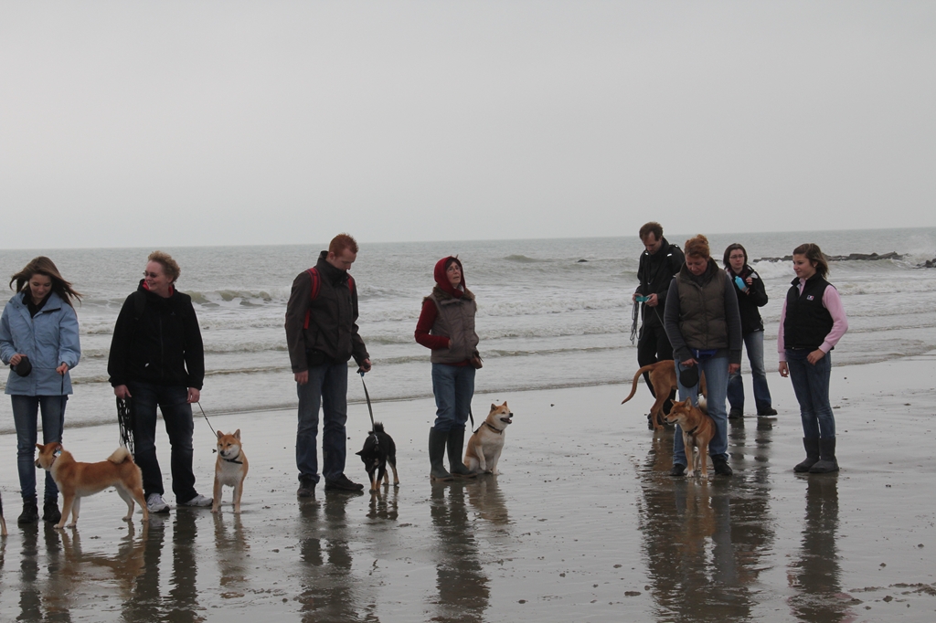 Wandeling/Promenade Akita club 30 octobre 2011