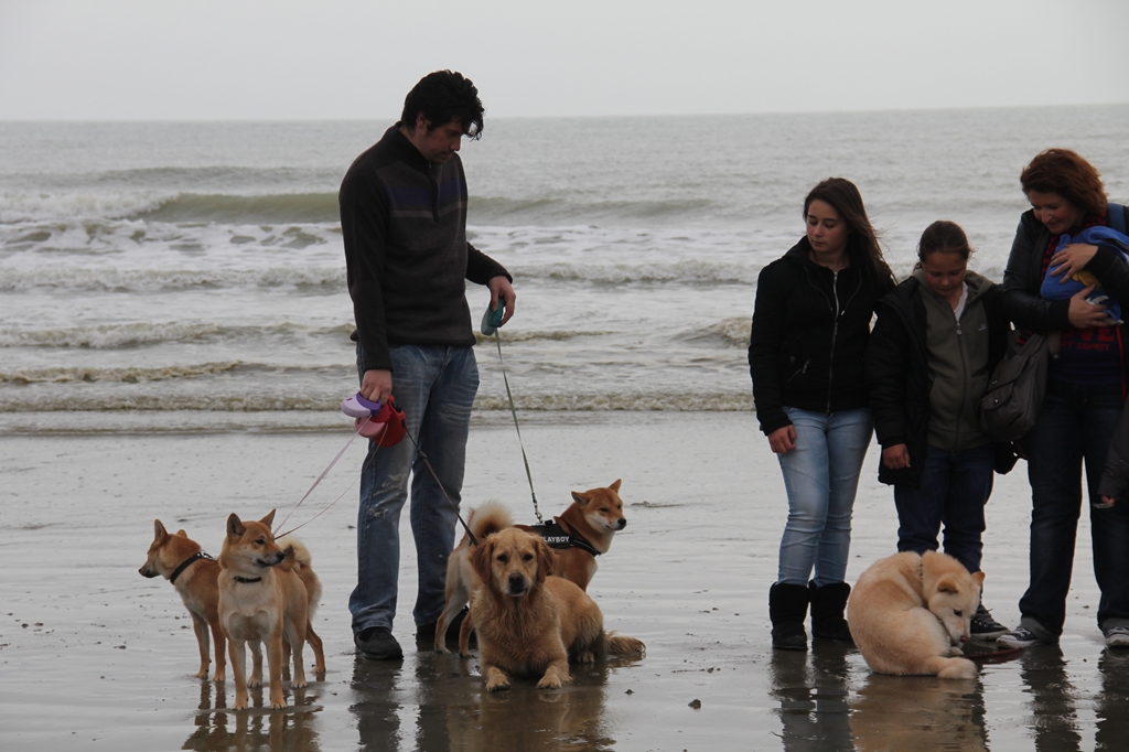 Wandeling/Promenade Akita club 30 octobre 2011