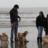 Wandeling/Promenade Akita club 30 octobre 2011