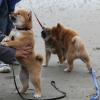 Wandeling/Promenade Akita club 30 octobre 2011