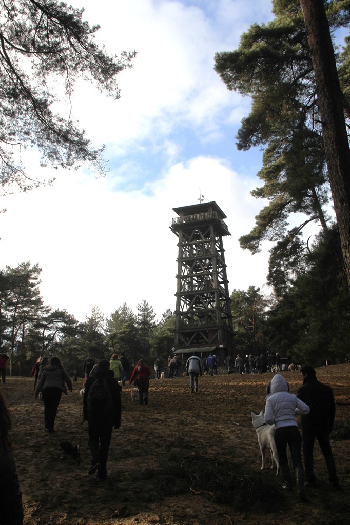 Balade - Wandeling Akitaclub décembre 2012