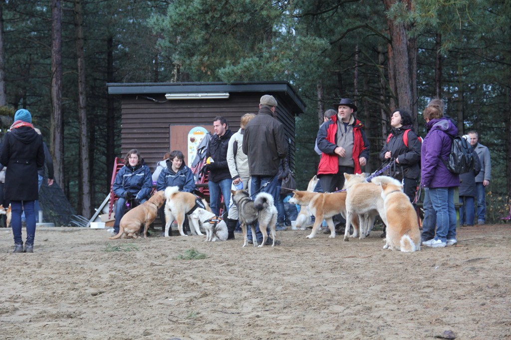 Balade - Wandeling Akitaclub décembre 2012