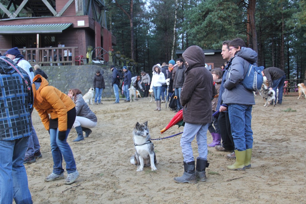 Balade - Wandeling Akitaclub décembre 2012