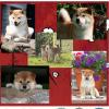 magazine 2/2011