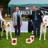 Akita BoB Akita Club Show 2014