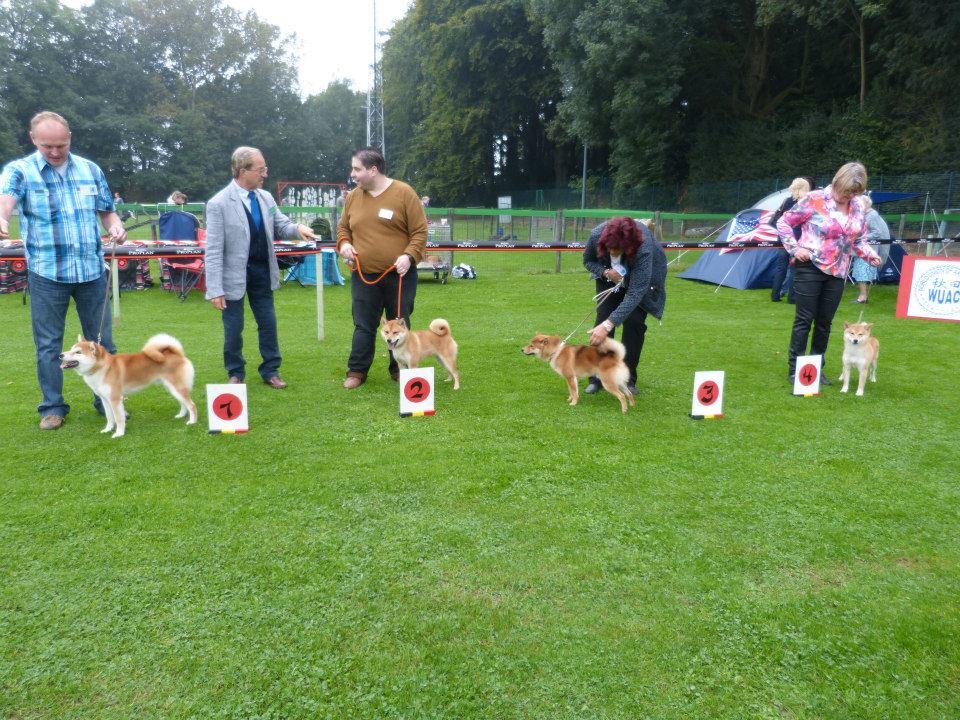 Classe jeune shiba Akita Club Show 2014