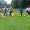 Classe jeune shiba Akita Club Show 2014