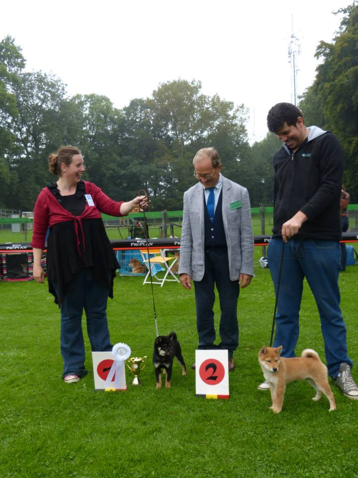 Baby shiba Akita Club Show 2014