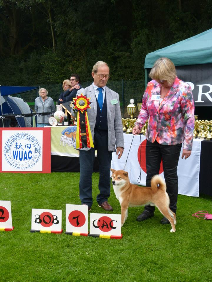 BoB Shiba Hollande des Portes De la Moria Akita Club Show 2014