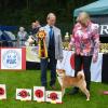 BoB Shiba Hollande des Portes De la Moria Akita Club Show 2014