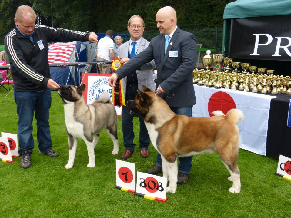 Bob American Akita Dynamic Force Sharp Dressed Man