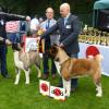 Bob American Akita Dynamic Force Sharp Dressed Man