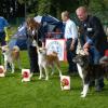Akita Club Show 2014